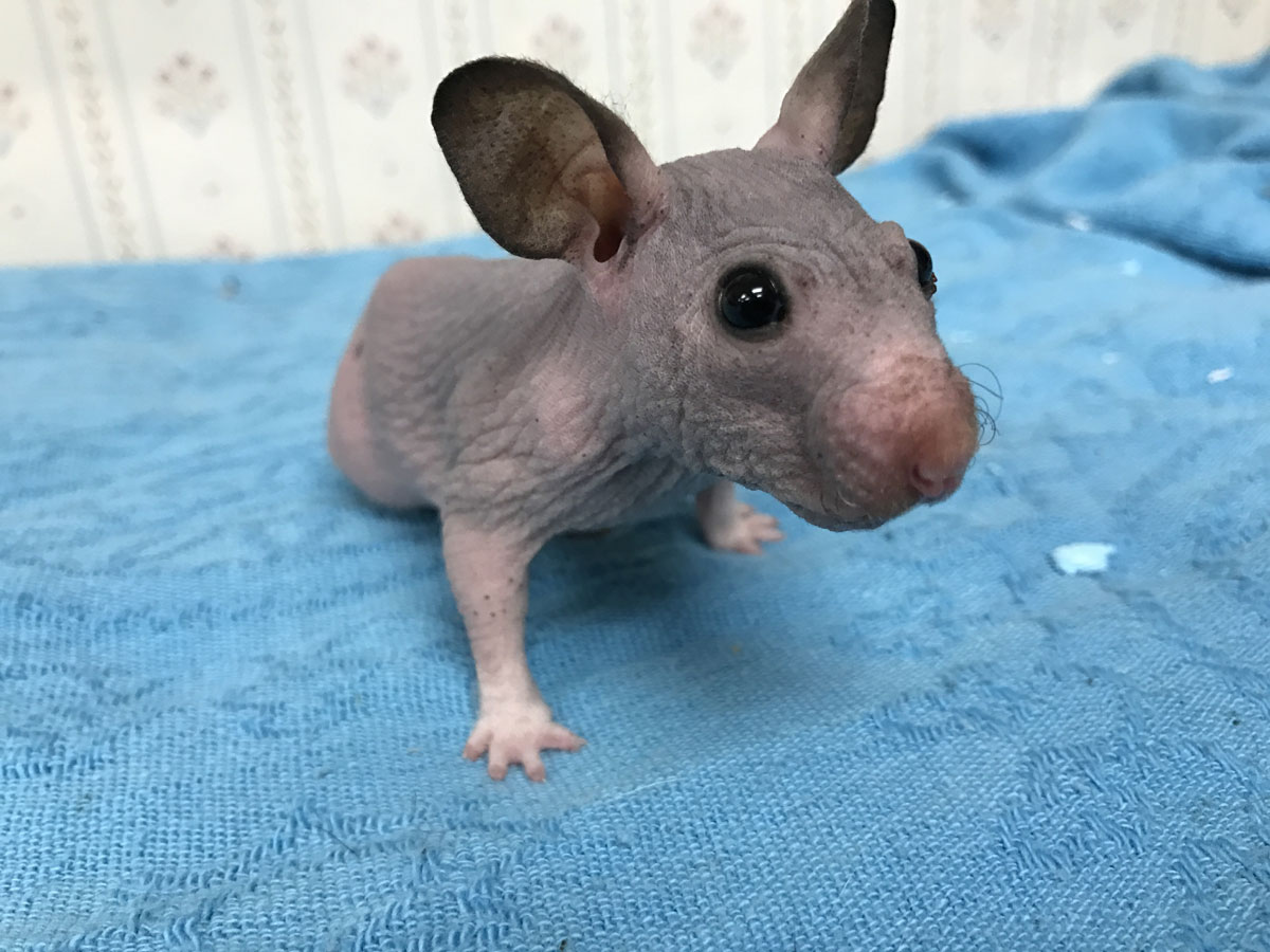 hairless hamsters for sale