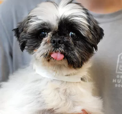 Rescued Jackson County Dog - shih tzu