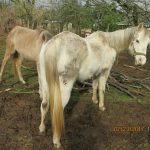 Horses Rescued in Damascus