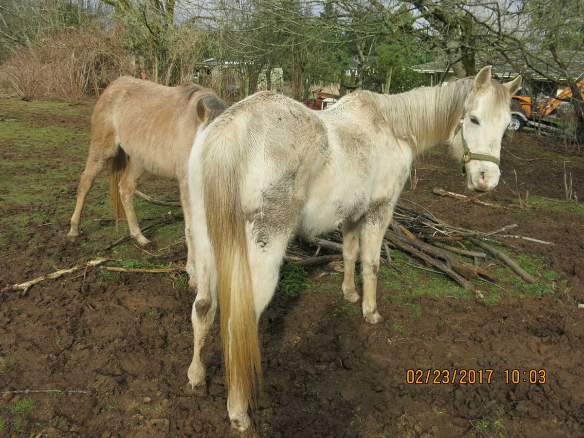 OHS Rescues Horses from Neglect in Damascus