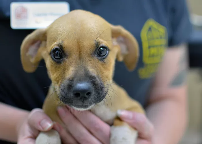 39 Dogs Rescued from Neglect Arrive at OHS