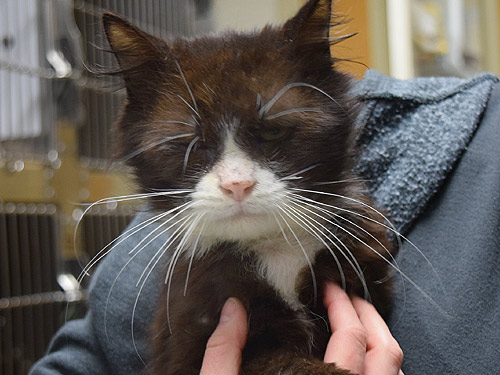 From Derelict House to OHS Hospital: 20 Cats Rescued