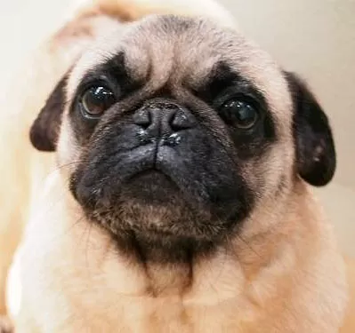 Rescued Jackson County dog - pug