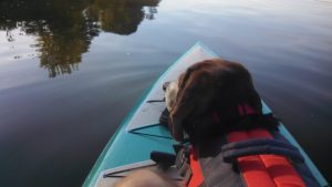 Clyde paddleboarding with his new family