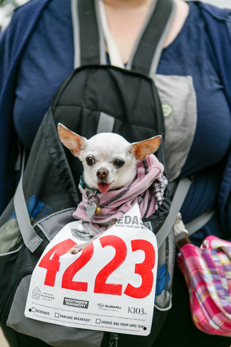 Celebrate Your Love for Pets at Doggie Dash 2018