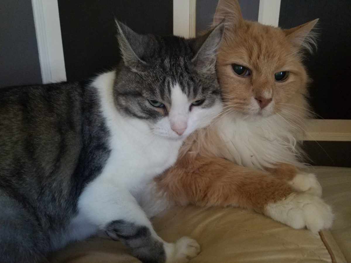 Sweetie and Tinkerbell’s New Beginning