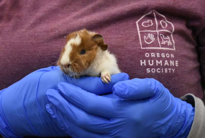 OHS Receives More Than 250 Guinea Pigs