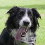 Ziggy the dog New Road Ahead