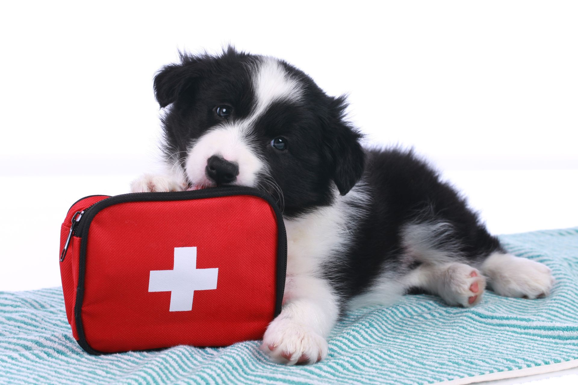 border collie puppy with pet emergency kit