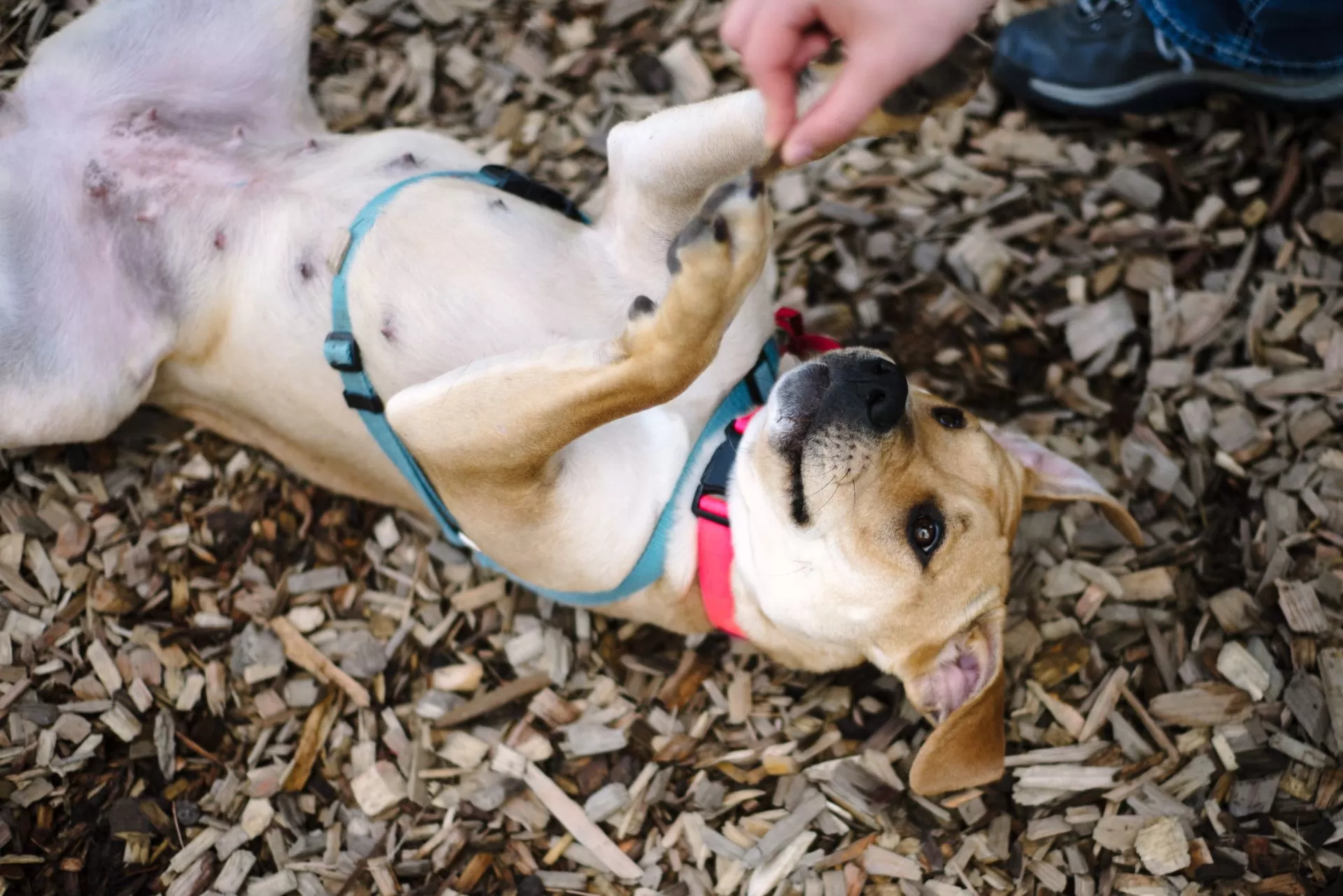 Missy the dog showing off her belly and playing in an OHS chip yard