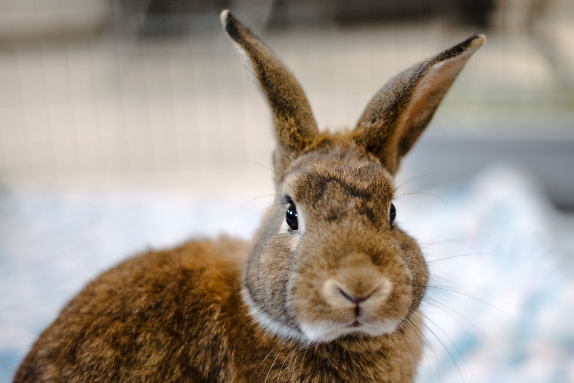 Alvin the brown shelter bunny posing for the camera