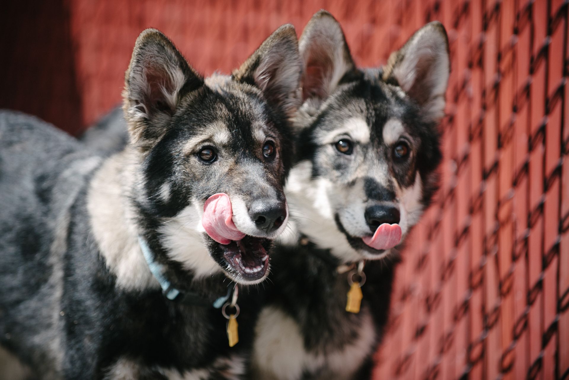 Grey, white and black husky puppies looking at the camera and licking their lips for a tasty treat