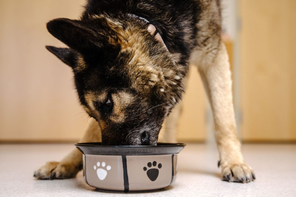 German shepherd eating out of food bowl