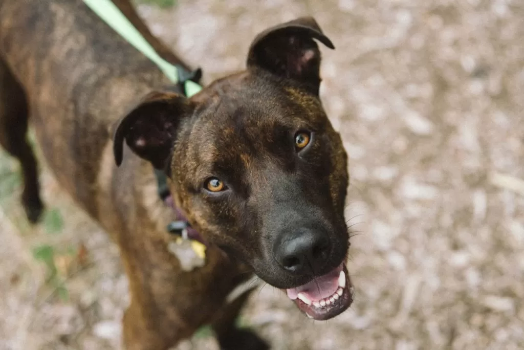 Dexter the brindle dog looking at the camera