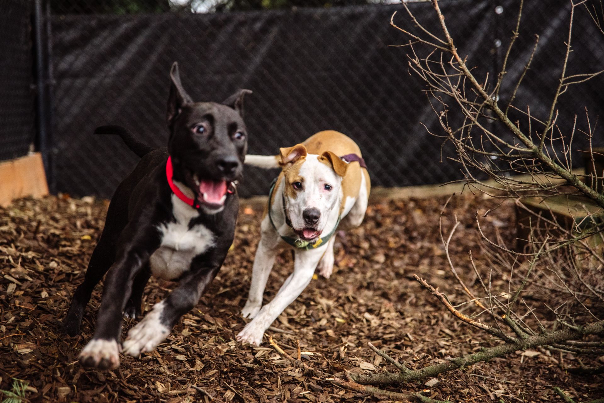 Shelter dogs playing chase at OHS portland Campus