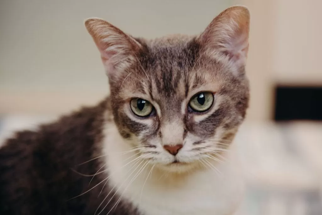 Close up image of grey and white cat