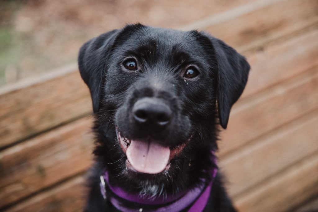 Mutu the black lab mix looking at the camera with tongue out