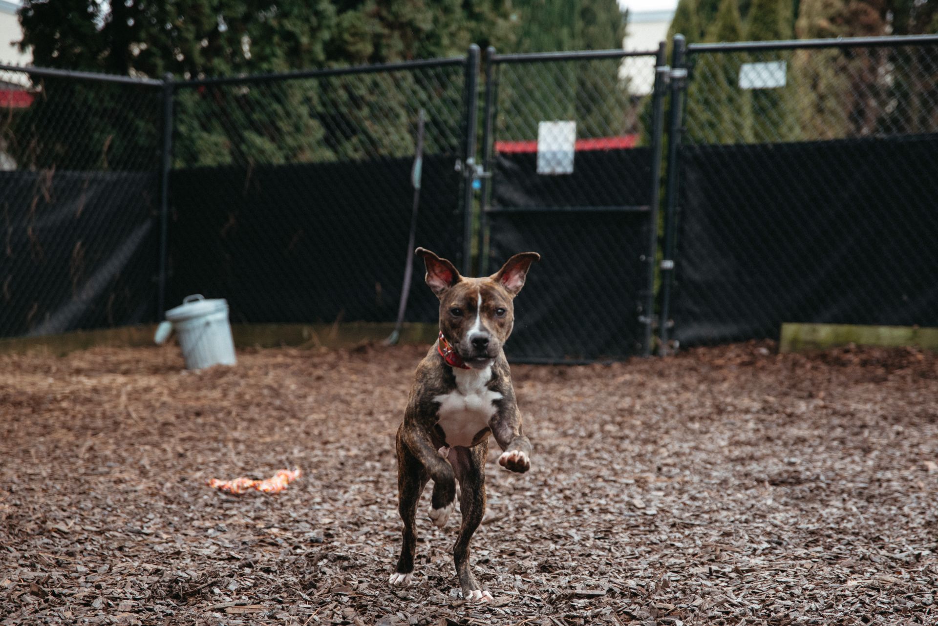 George the brindle puppy playing in an OHS chip yard