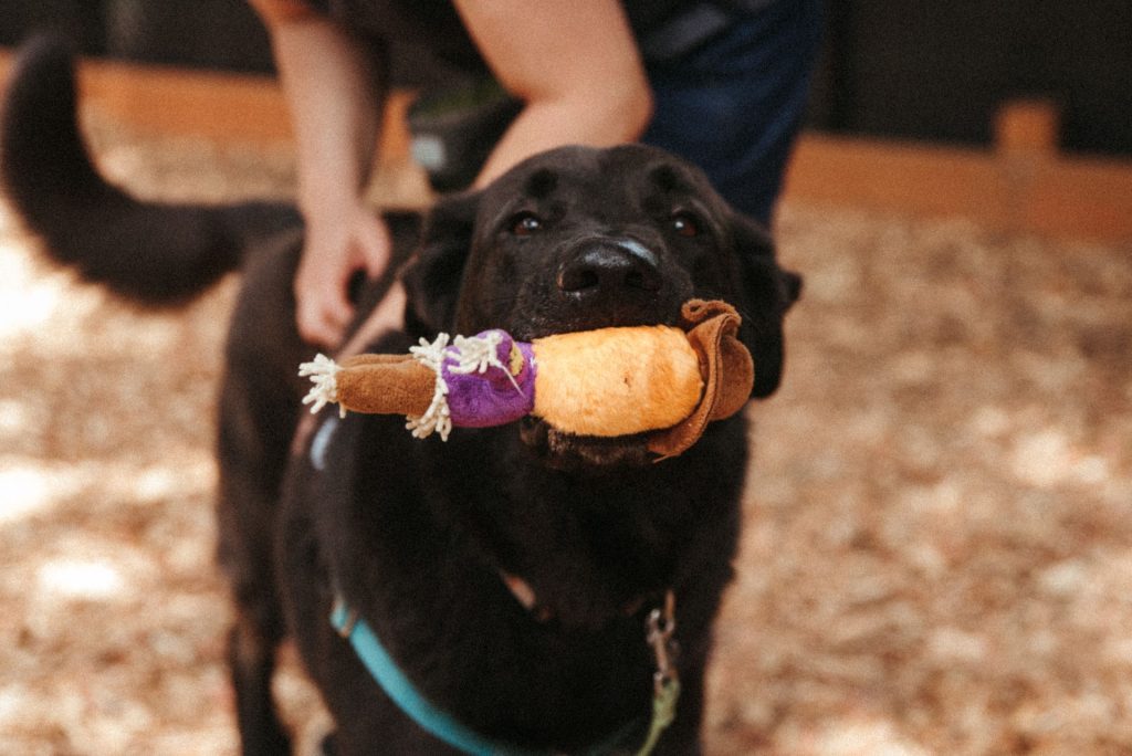 Royan the black lab and german shepherd mix playing with a toy and looking at the camera