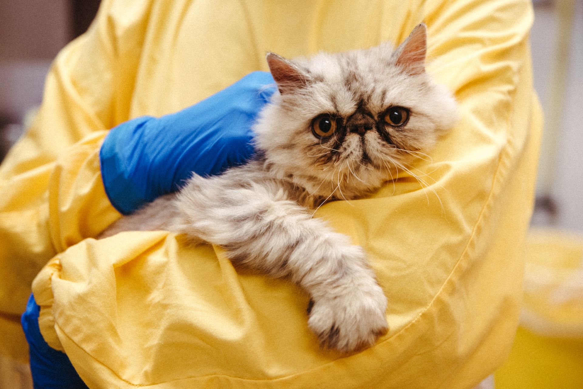 Squish faced kitty being held by a volunteer in a yellow scrub and blue gloves