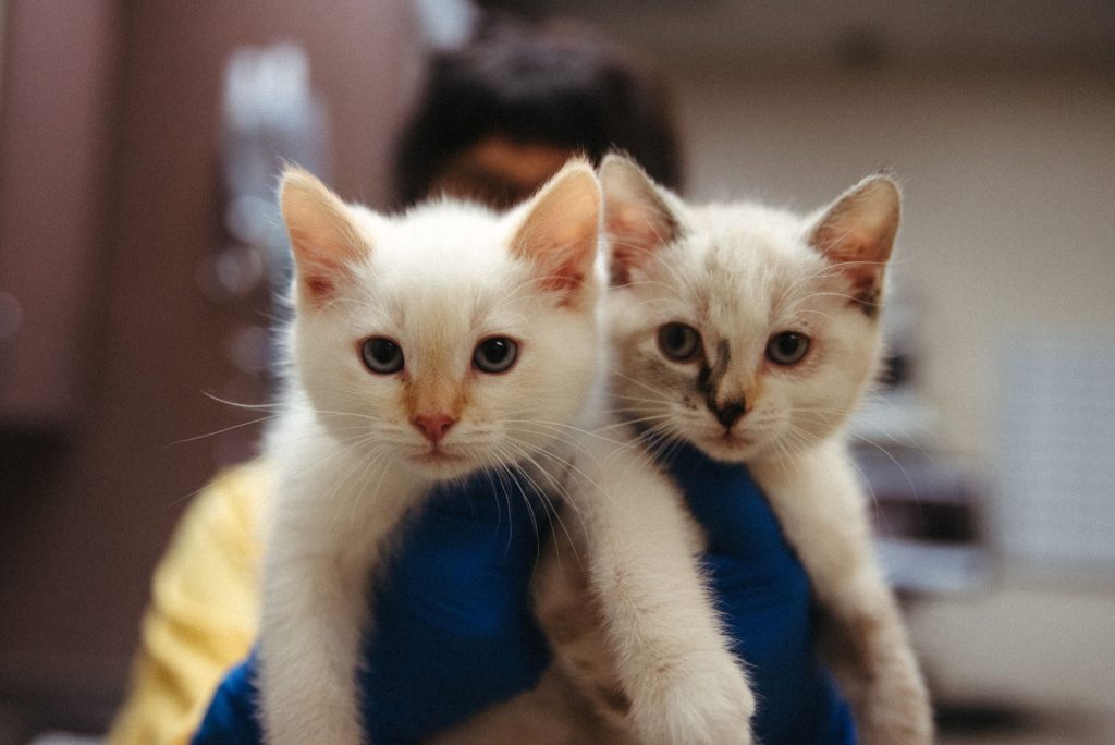 Two white kittens being held by a volunteer in yellow and blue