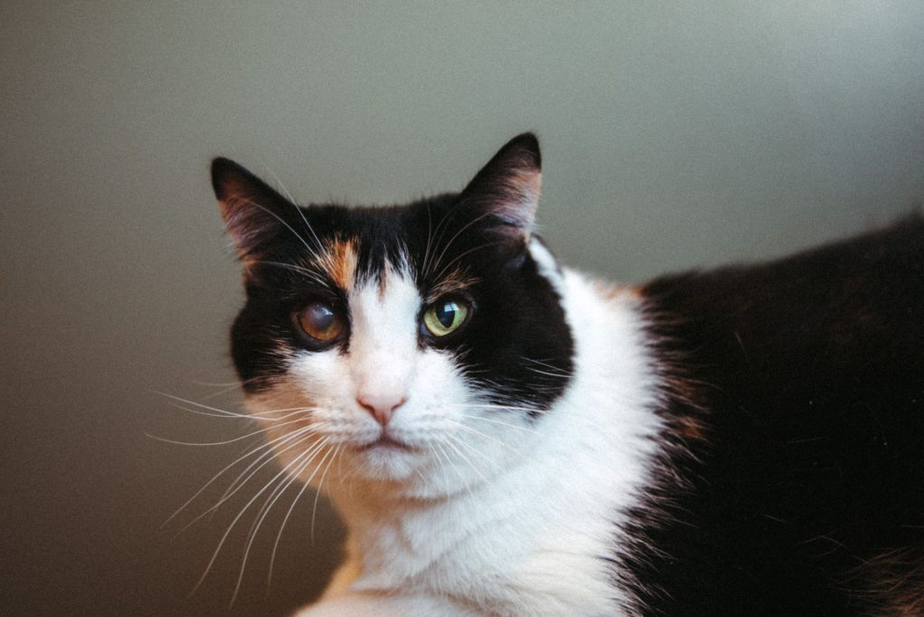 Summer, ohs shelter cat alum posing