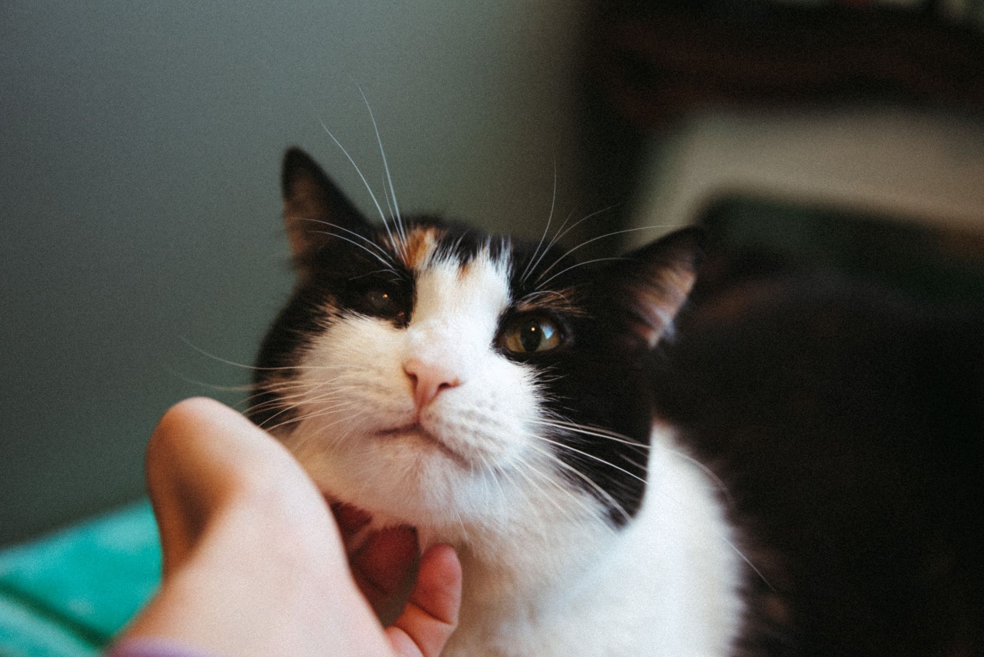 Black and white cat getting chin scratches