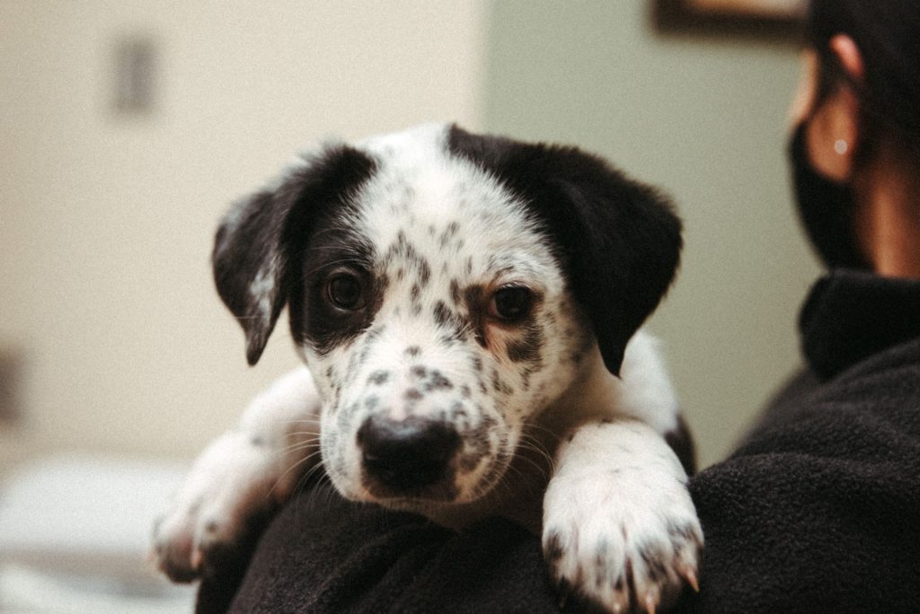 Orange Juice the white and black speckled puppy looking at the camera over someone's shoulder