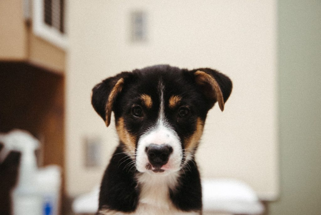 Brown, white and black puppy posing for the camera