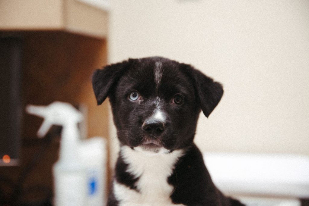 Pink Martini, OHS puppy alum posing for the camera