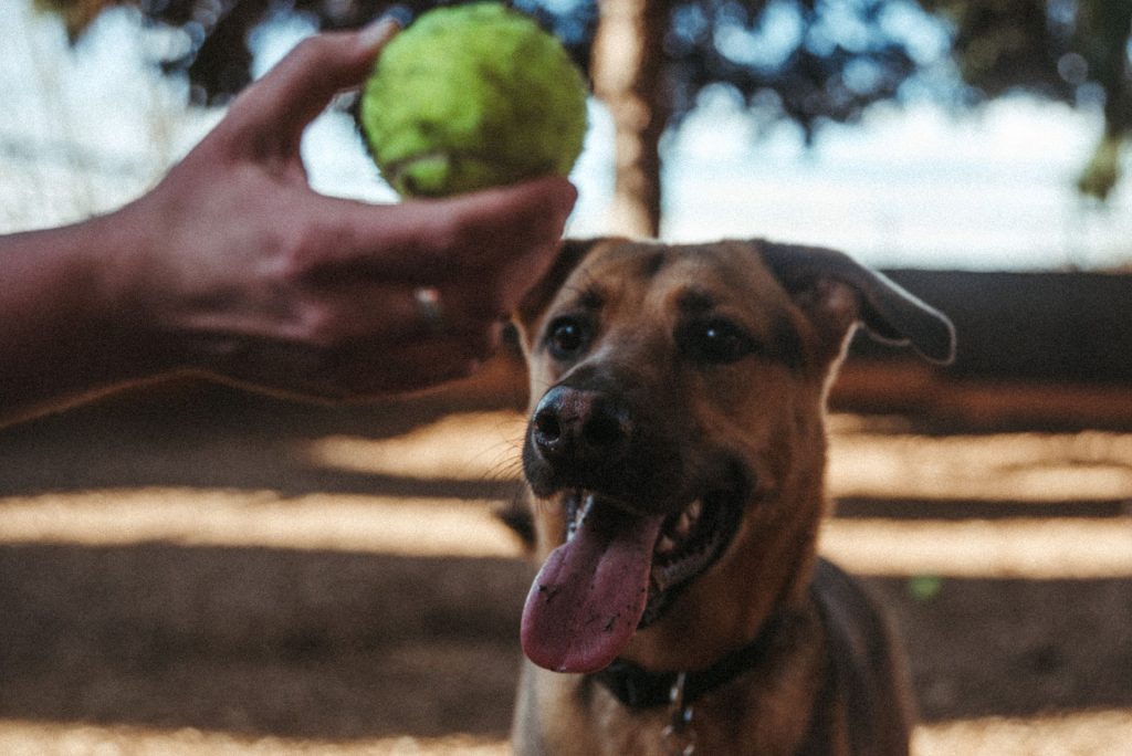 shelter dog waiting for the human to throw the tennis ball