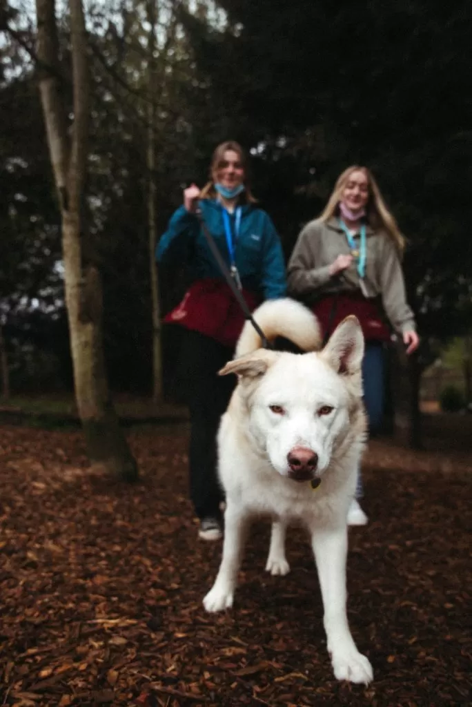 OHS youth volunteers taking a shelter dog for a walk