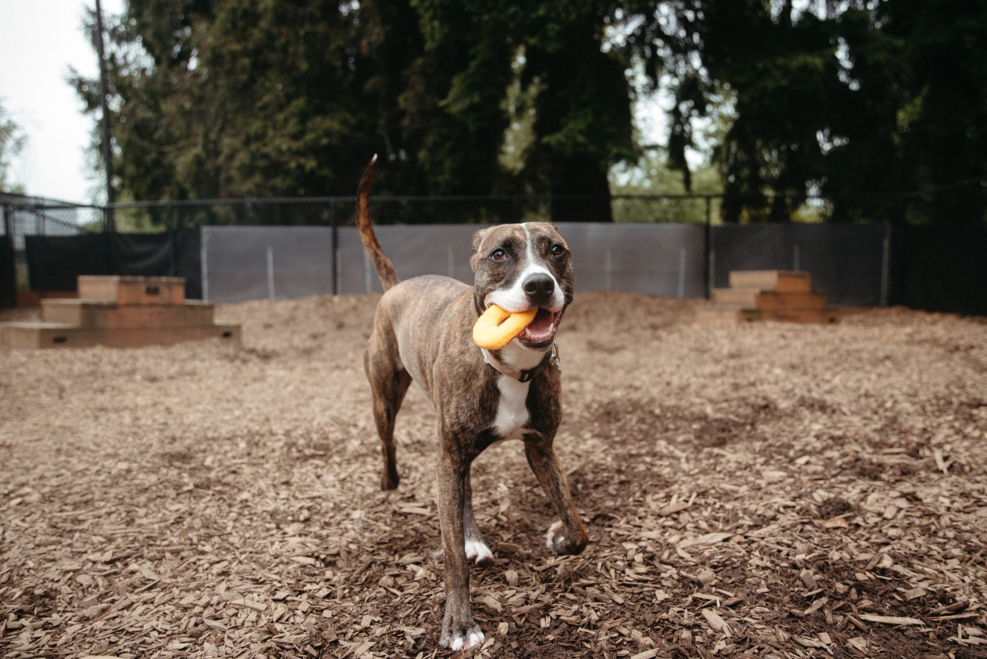 Leno the shelter dog playing with a toy