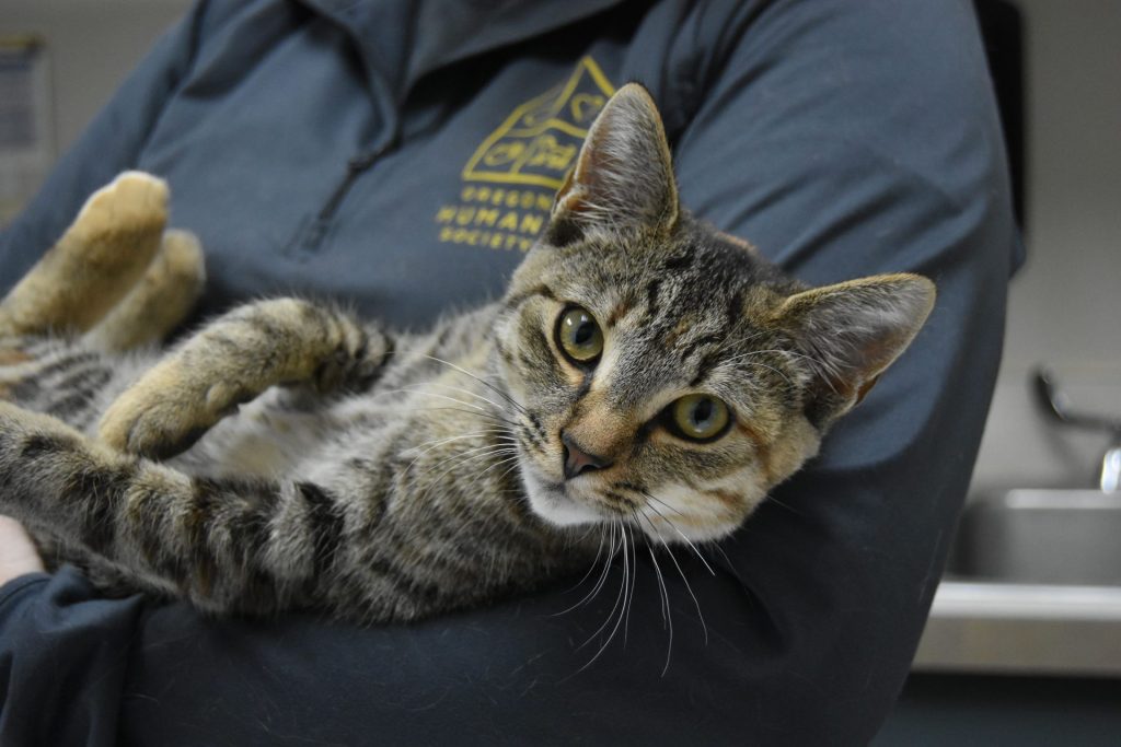 Tabby cat behind held in arms by OHS staff member