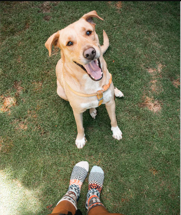 Yellow lab smiling at camera with person and their socks in frame