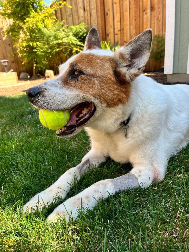 Cowboy, an OHS Salem alum, at his new home in the backyard with a tennis ball