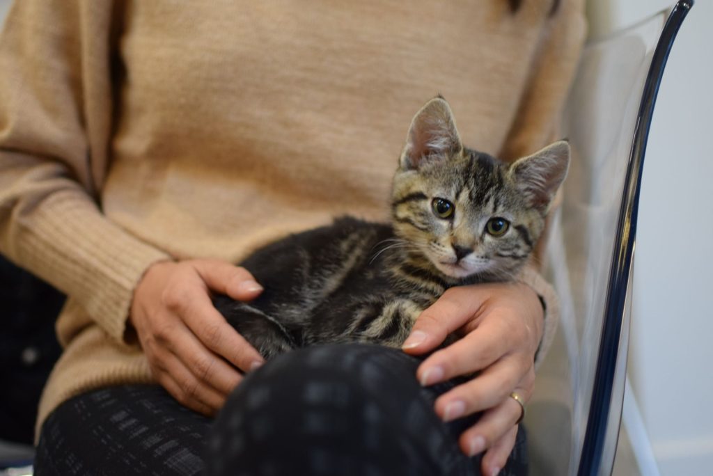 kitten hanging out on a human's lap during the OHS snuggle express event