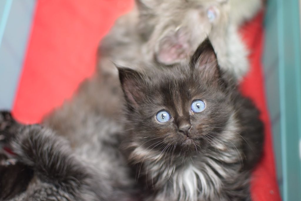 Pretty black long haired kitten with blue eyes