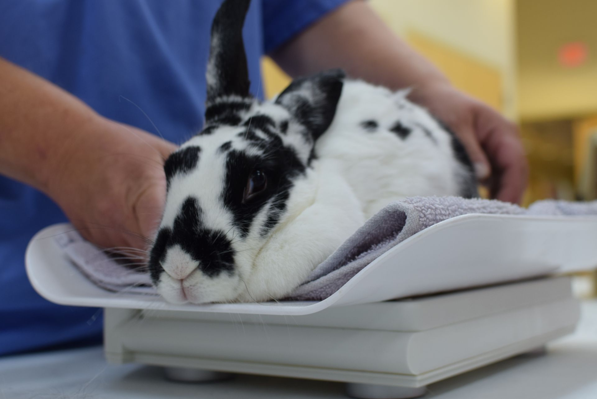 Black and white rabbit getting weighed by OHS med team