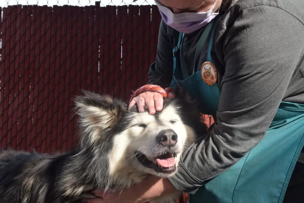 Happy Malamute eyes closed getting it's head pet by a volunteer