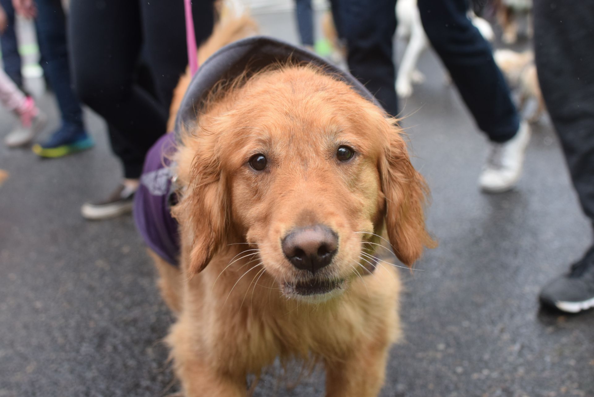 Golden retriever looking right at the camera during the 2022 Doggie Dash event