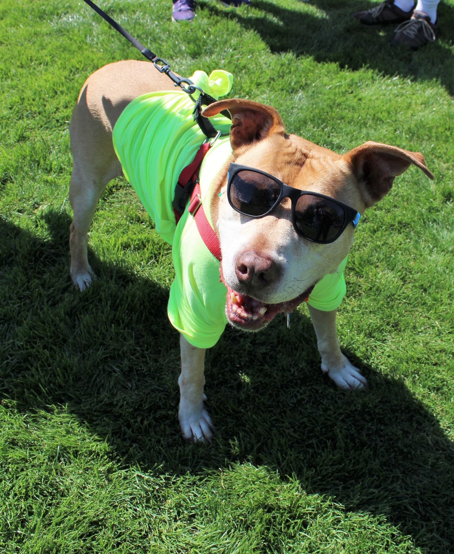 Dog wearing sunglasses at WillaMutt Strut