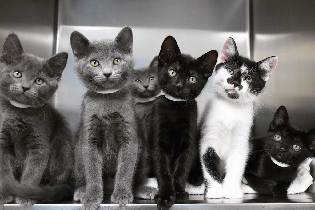 5 kittens pose for the camera