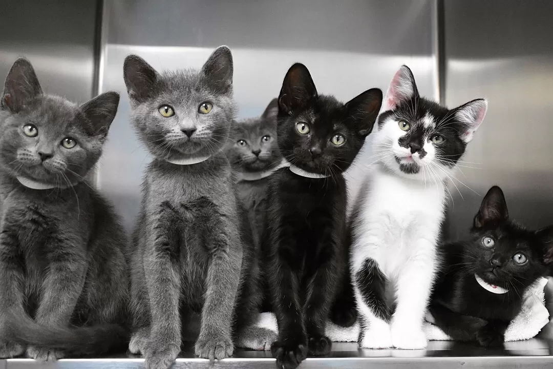 5 kittens pose for the camera