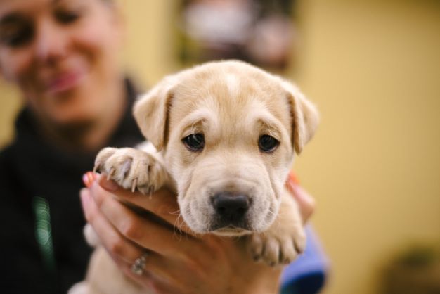 Close up of a very cute yellow lab puppy being held up by an OHS volunteer