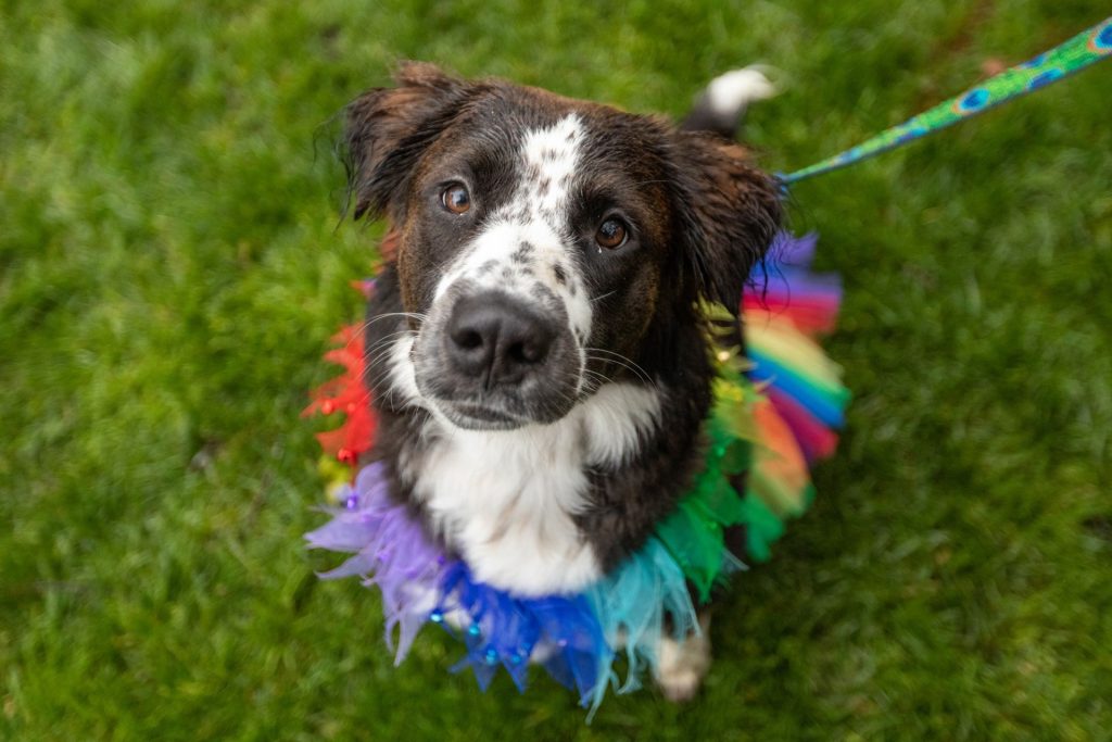 Speckled brown and white dog wearing a rainbow tutu posing for the camera at the Doggie Dash