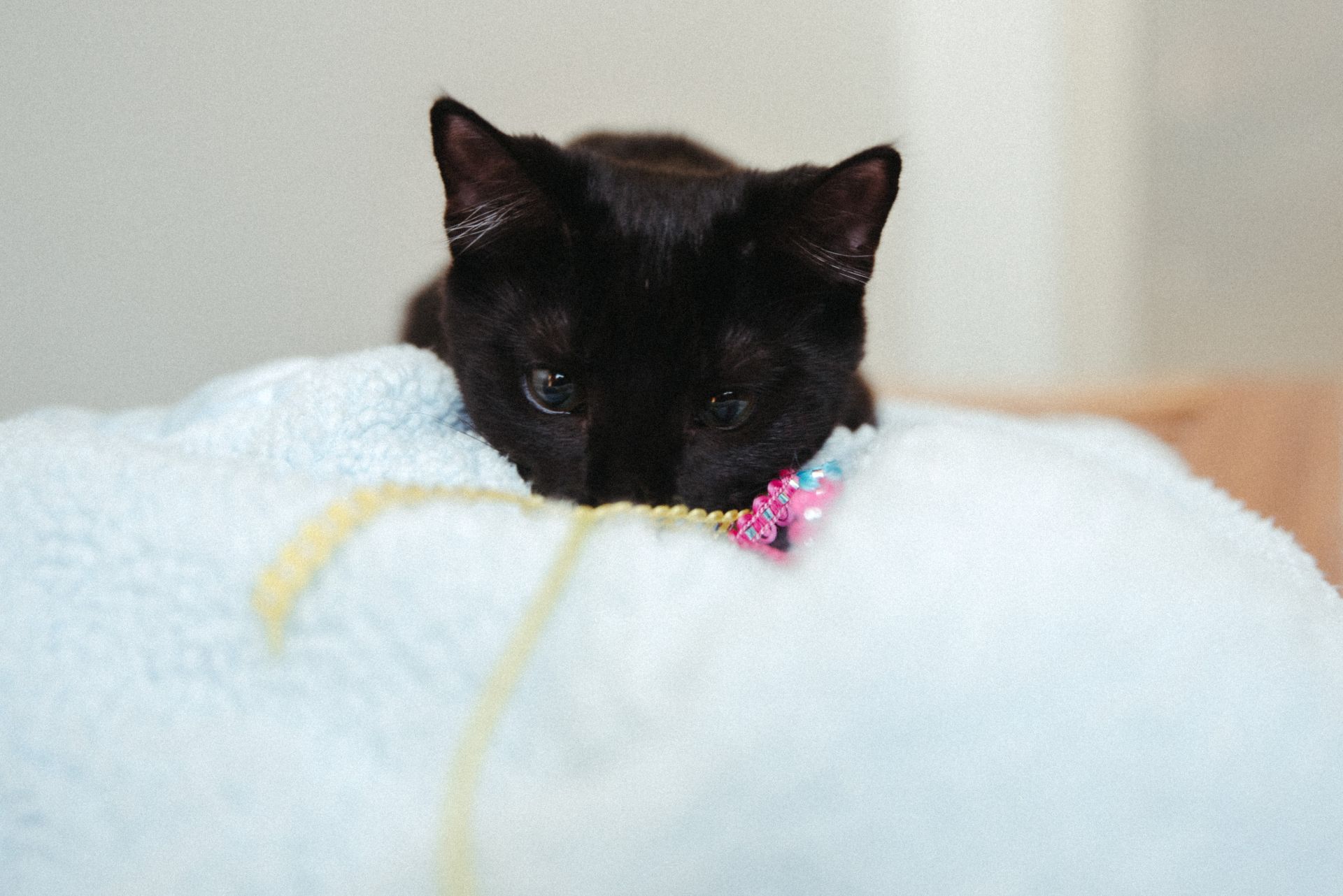 Black kitten playing hunting a pink toy on a white blanket