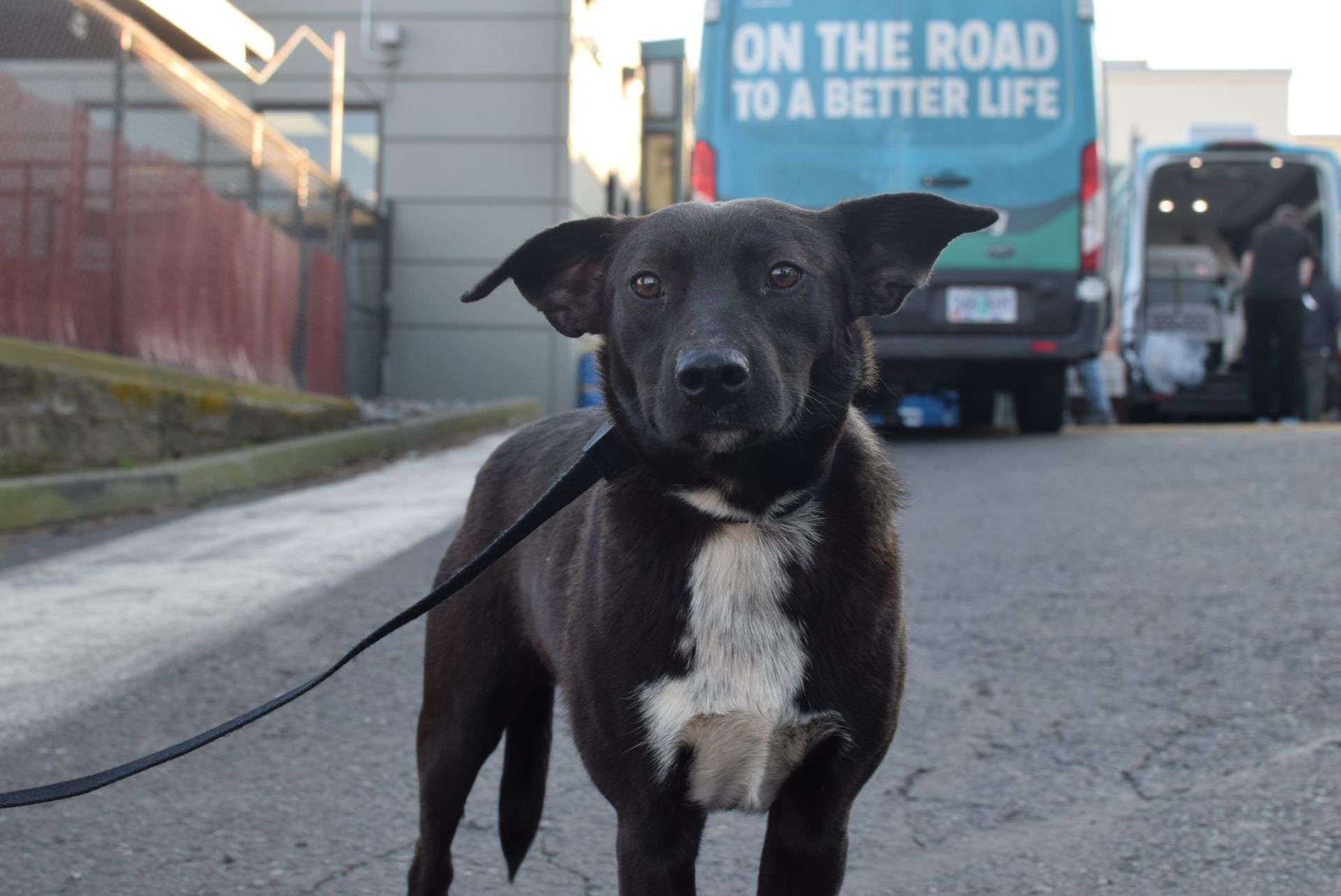 black shelter dog posing at OHS portland campus after a second chance rescue
