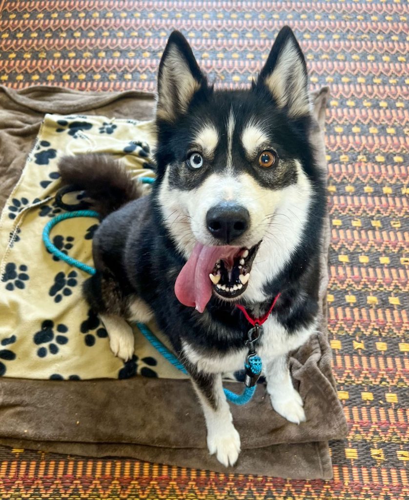 Rumour, two-toned-eyed Husky at OHS Salem in Mary's Place