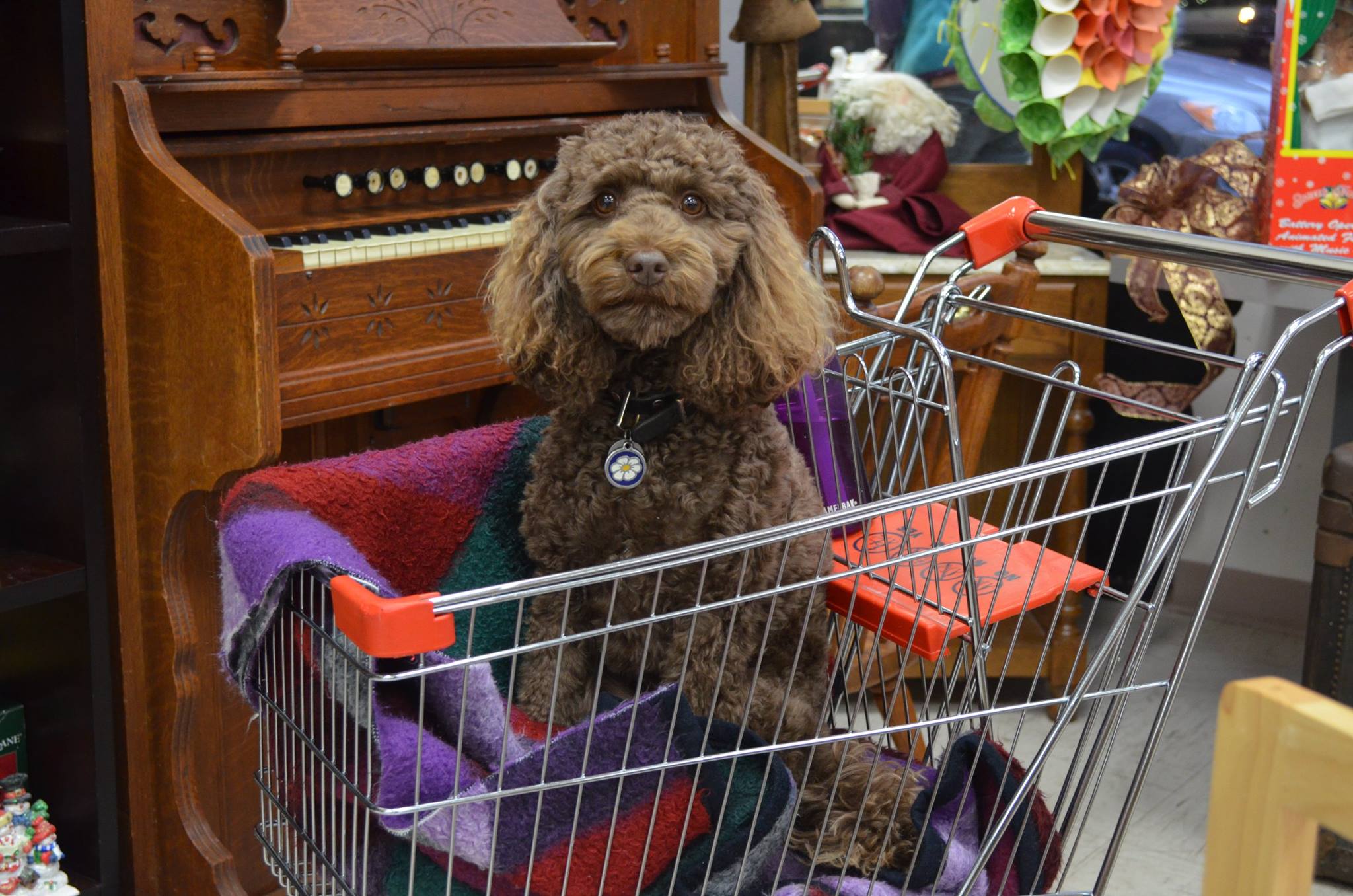 Brown poodle in a shopping cart atOHS Thrift Store in Salem